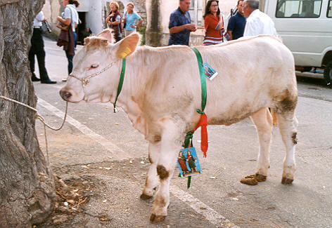 Brattirò, vitello in premio per la riffa. Diffida della Lav