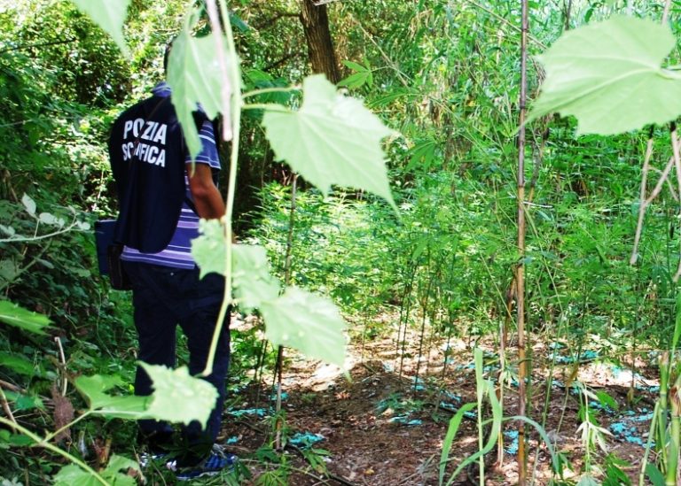 Scoperte ventimila piantine di marijuana. Maxi sequestro a Dinami