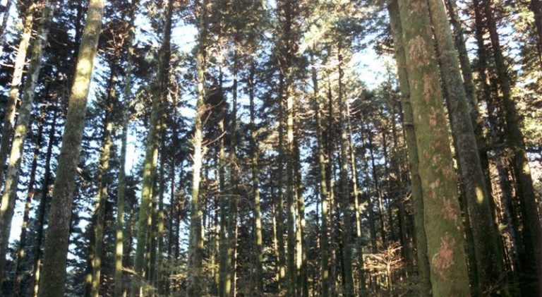 Anziano si smarrisce nel bosco ad Acquaro, ritrovato dopo alcune ore