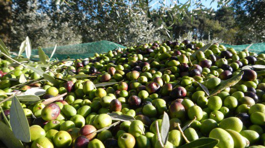 Tentano di rubare sei quintali di olive, in quattro arrestati a Soriano