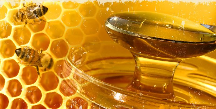 Ladri “golosi” in azione a Filadelfia, rubato miele per 20mila euro
