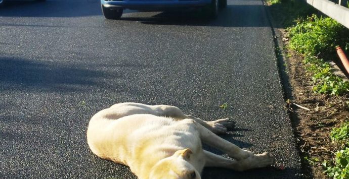 Superlavoro per la Polizia stradale: controlli serrati e un cane salvato sull’autostrada