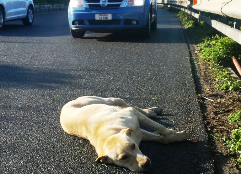 Superlavoro per la Polizia stradale: controlli serrati e un cane salvato sull’autostrada