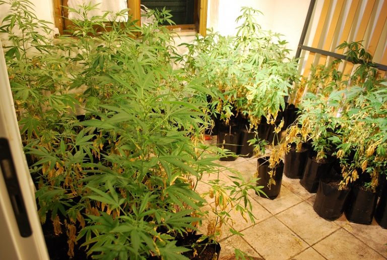 Casa vacanze trasformata in serra, 287 piante di cannabis trovate a Briatico