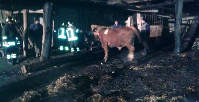 Incendio distrugge capannone agricolo, venti bovini salvati dai Vigili del fuoco – IMMAGINI
