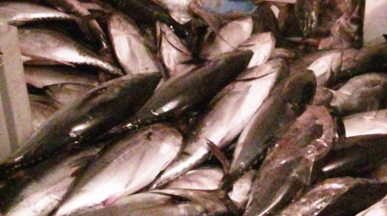 Sequestrate 10 tonnellate di tonno in cattivo stato di conservazione