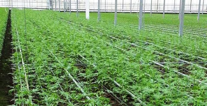 La cannabis per uso alimentare è “made in Pizzo”