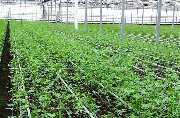 La cannabis per uso alimentare è “made in Pizzo”