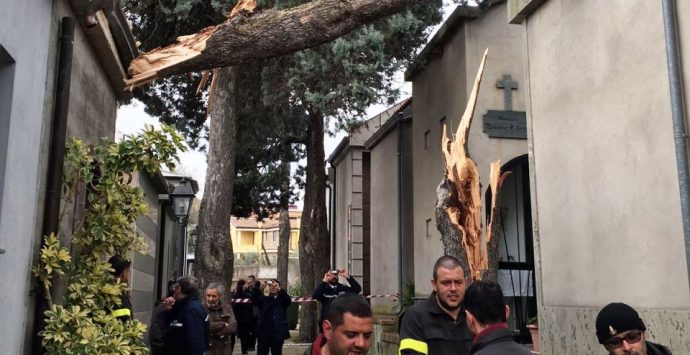 Vento forte, alberi abbattuti anche nel cimitero di Piscopio – FOTO