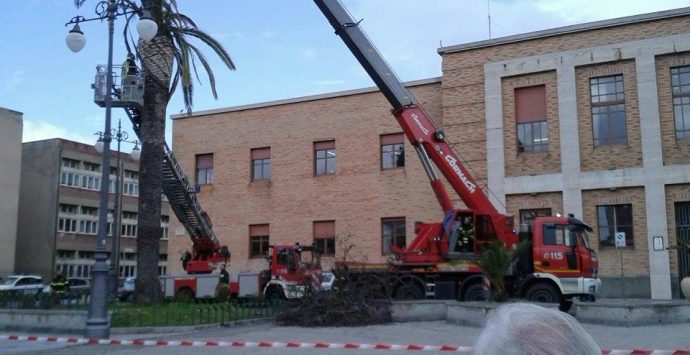 Abbattuta palma in piazza Municipio, ma non è tutta colpa del punteruolo