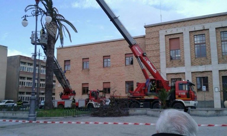 Abbattuta palma in piazza Municipio, ma non è tutta colpa del punteruolo