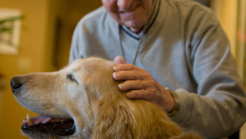 Pet therapy e agricoltura sociale, a San Nicola focus sulle terapie sperimentali