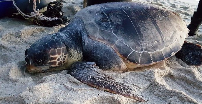 Tartaruga marina moribonda a Ricadi, ennesimo rinvenimento