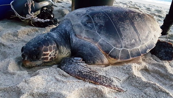 Tartaruga marina moribonda a Ricadi, ennesimo rinvenimento