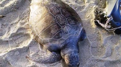 Zambrone, tartaruga morta ritrovata in spiaggia