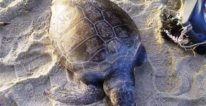 Zambrone, tartaruga morta ritrovata in spiaggia