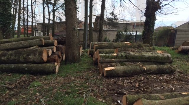 Taglio non autorizzato di alberi di alto fusto, sequestrato un ettaro di bosco