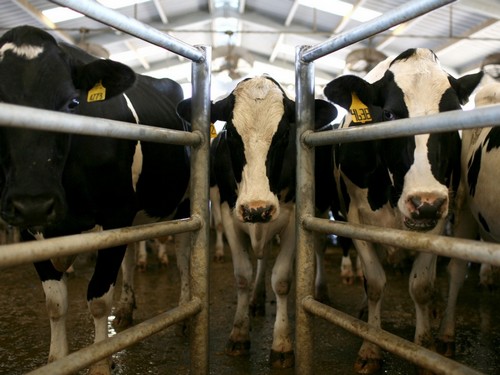 Tubercolosi bovina, allevamento sequestrato nel Vibonese