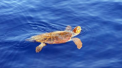 Vibo Marina: lo spettacolare salvataggio di una tartaruga caretta caretta – Video
