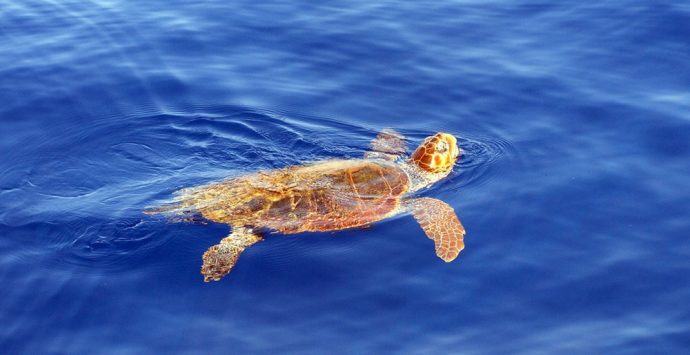 VIDEO | Briatico, ‘Caretta-Caretta’ salvata in mare