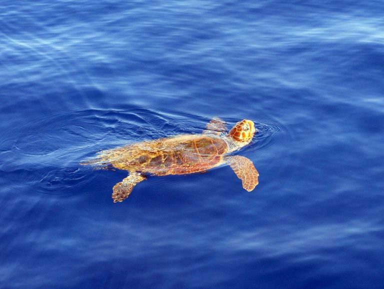 VIDEO | Briatico, ‘Caretta-Caretta’ salvata in mare