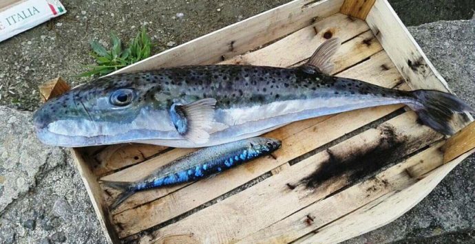 L’Ispra conferma: la specie “aliena” di Briatico è un pesce palla