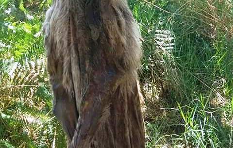 Cane impiccato ritrovato a Vibo, cuccioli sotto il corpo senza vita