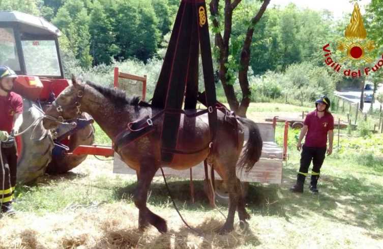 Cavallo cade in un ruscello, recuperato dai Vigili del fuoco