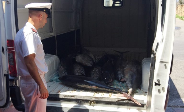 Pesca illegale, 900 chili di tonno rosso sequestrati a Vibo Marina