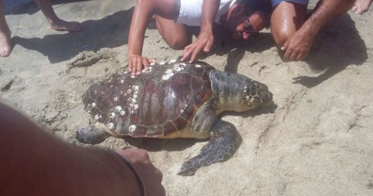 Tartaruga marina trovata morta a Santa Maria di Ricadi