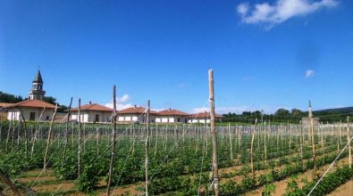 Nella Certosa di Serra San Bruno si coltiva il “fagiolo solidale”
