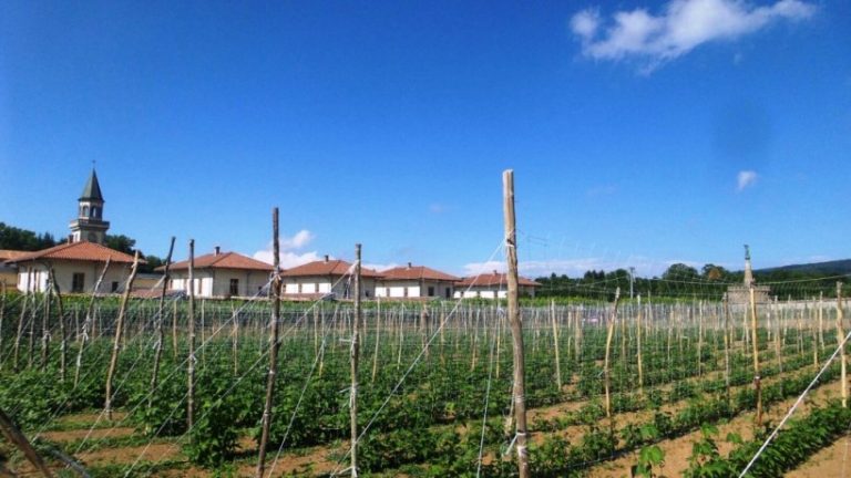 Nella Certosa di Serra San Bruno si coltiva il “fagiolo solidale”