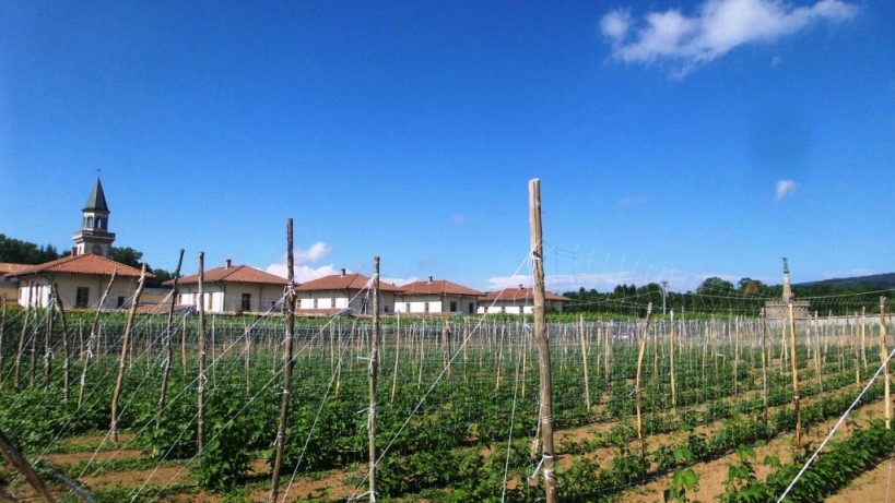 Il campo coltivato a fagioli all'interno della Certosa