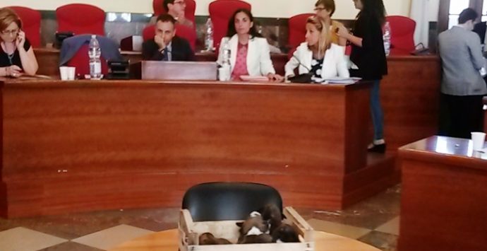E i cuccioli abbandonati arrivarono in Consiglio