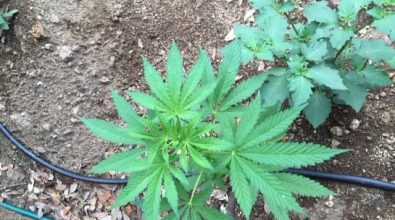Droga: coltivava 150 piante di marijuana, un arresto (NOME)