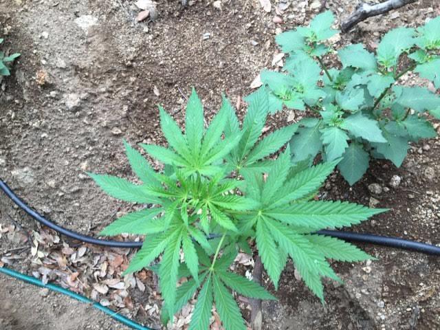 Droga: coltivava 150 piante di marijuana, un arresto (NOME)