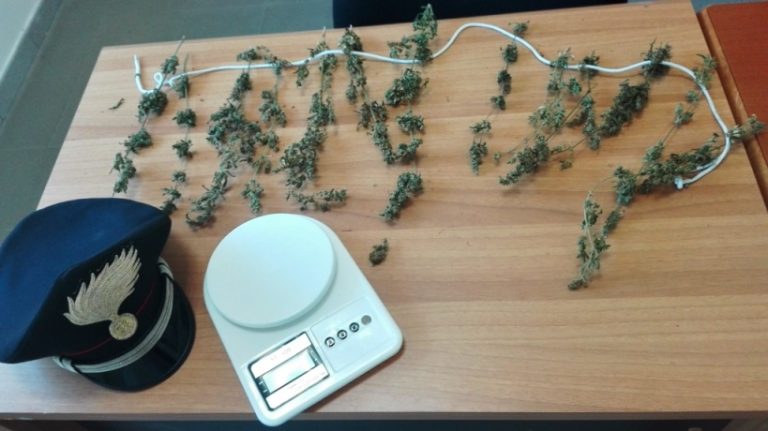 Coltivava marijuana nel giardino di casa, arrestato 54enne