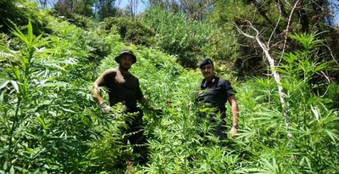 Marijuana: oltre 500 piante ritrovate e sequestrate a Nicotera