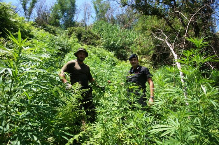 Nardodipace, doppio sequestro di cannabis