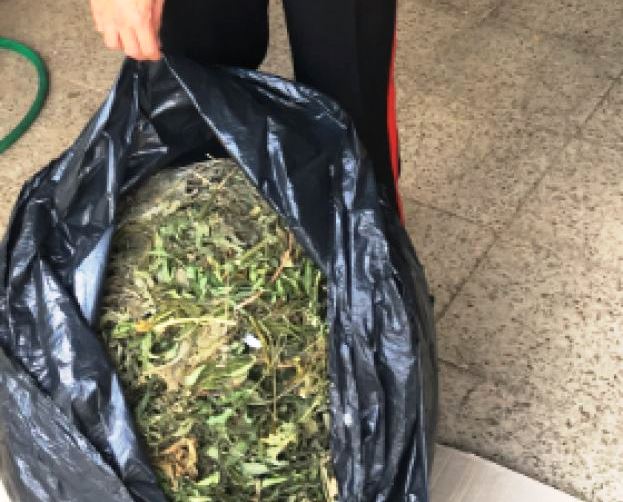 Marijuana stesa a seccare, sequestrato casolare e oltre sei chili di stupefacente