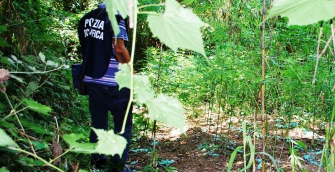 Maxi-piantagione di cannabis sequestrata tra Vibonese e Reggino