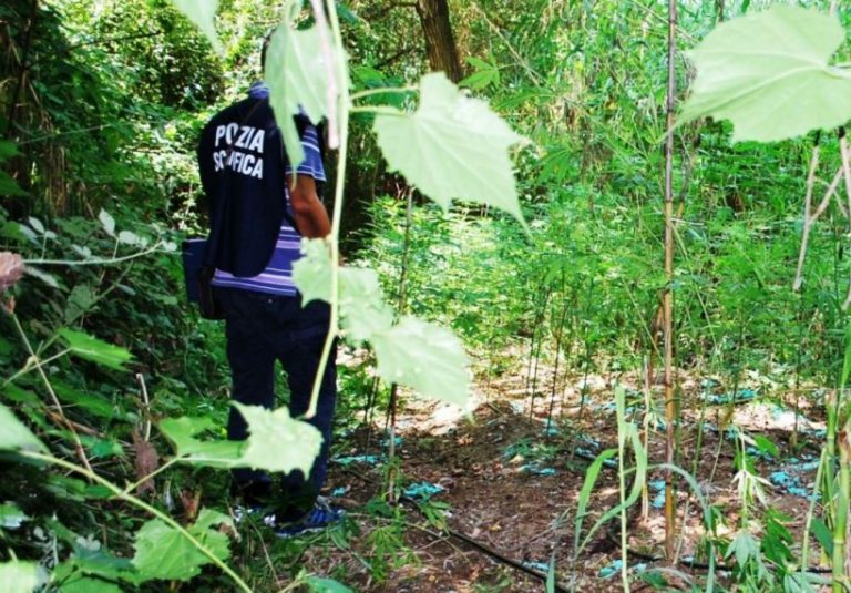 Oltre 200 grammi di marijuana in un casolare, arrestato 19enne di Serra San Bruno