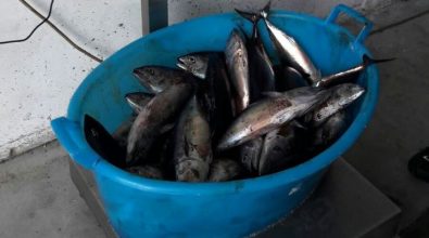 Calabria, scatta il fermo pesca obbligatorio per la flotta a strascico