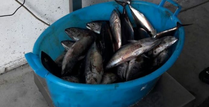 Calabria, scatta il fermo pesca obbligatorio per la flotta a strascico
