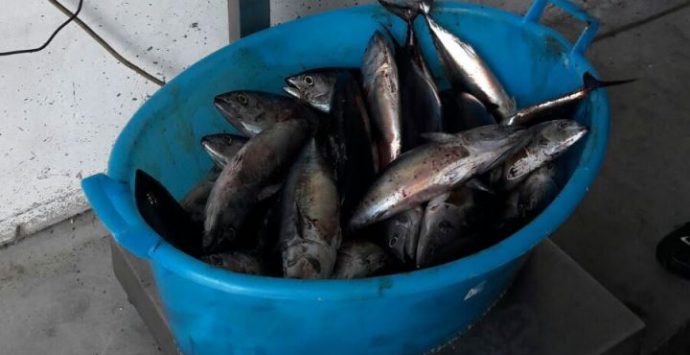 Calabria, scatta il fermo pesca obbligatorio per la flotta a strascico