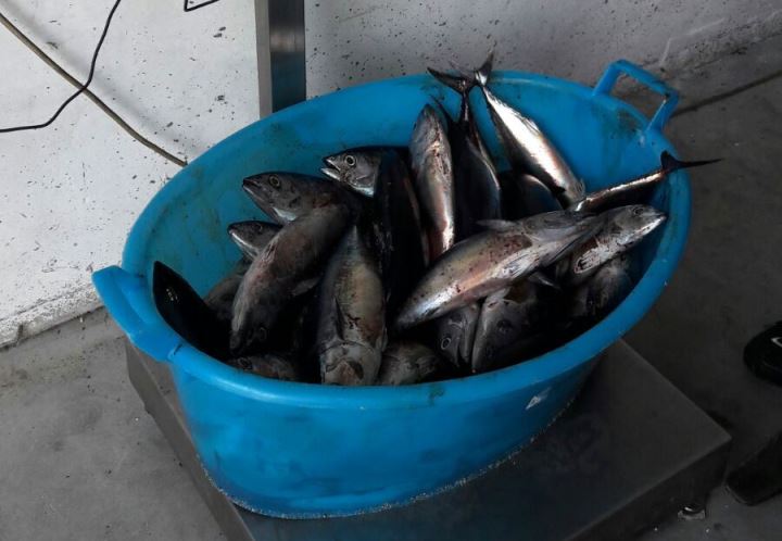 Controlli della Guardia costiera, sequestrati circa 150 kg di pesce