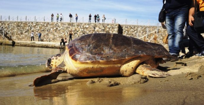 Pizzo, liberata in mare la tartaruga Ohana (VIDEO)