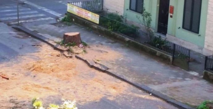 Taglio di un pino monumentale in via Dante Alighieri, Pd sulle barricate