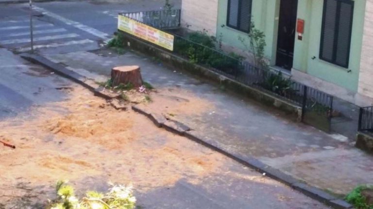 Taglio di un pino monumentale in via Dante Alighieri, Pd sulle barricate