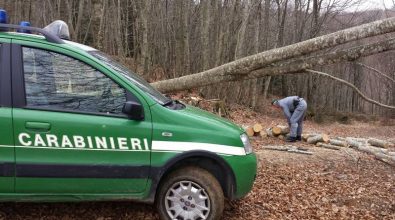 Furto di legna nel Parco naturale delle Serre, arresto e sequestri
